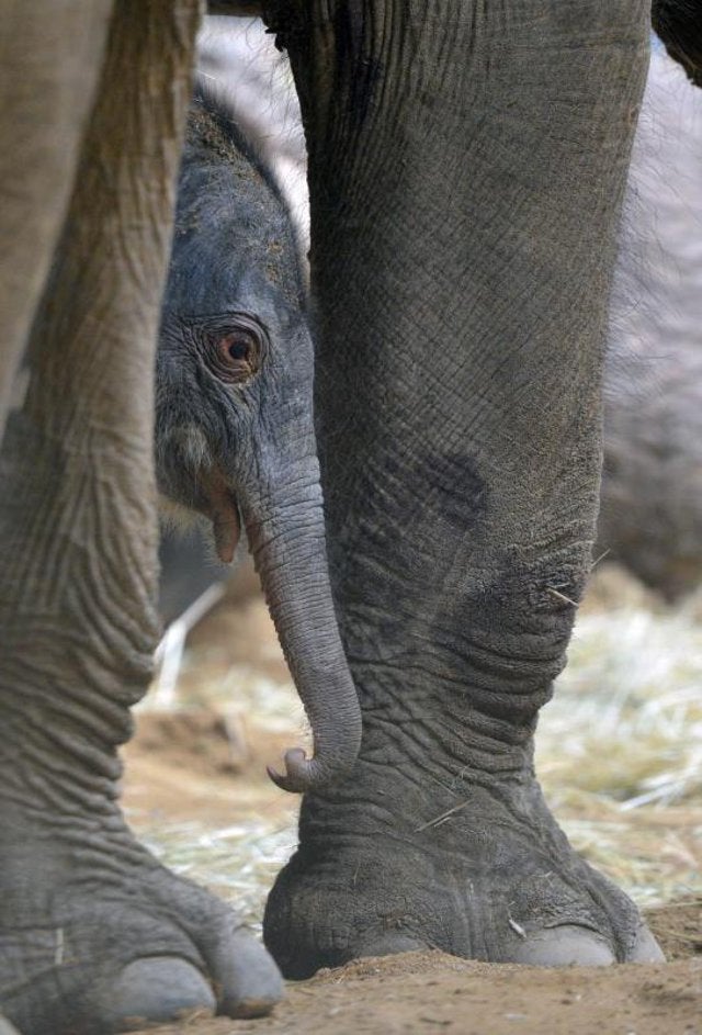 Un nuevo residente en el zoo de Praga