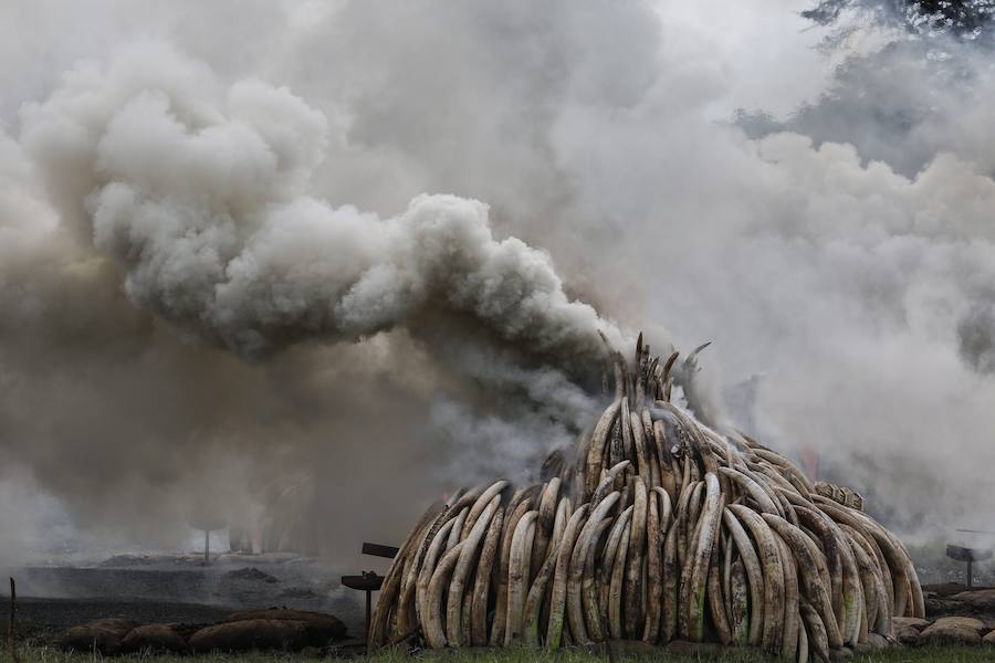 Kenia declara la guerra a los furtivos quemando 105 toneladas de marfil