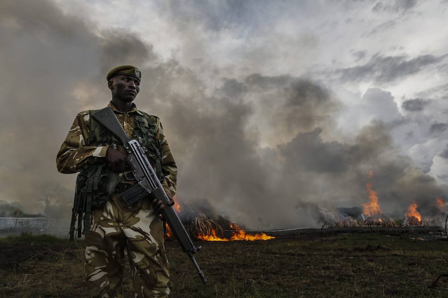 Kenia declara la guerra a los furtivos quemando 105 toneladas de marfil