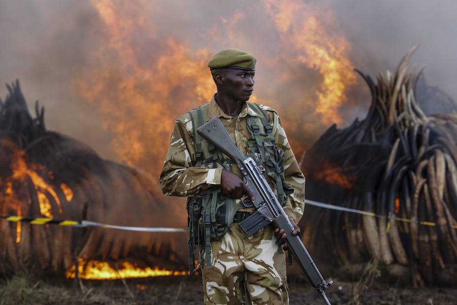 Kenia declara la guerra a los furtivos quemando 105 toneladas de marfil