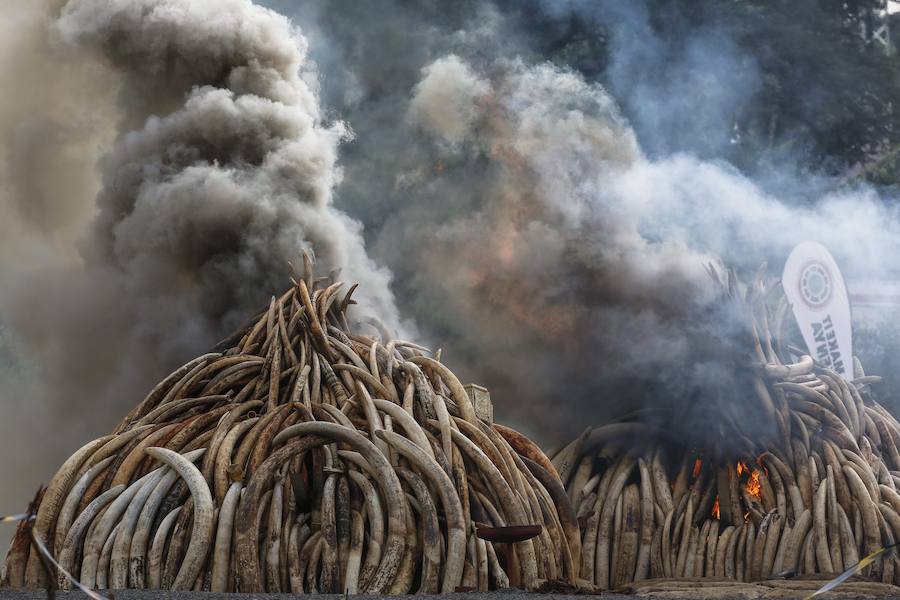 Kenia declara la guerra a los furtivos quemando 105 toneladas de marfil