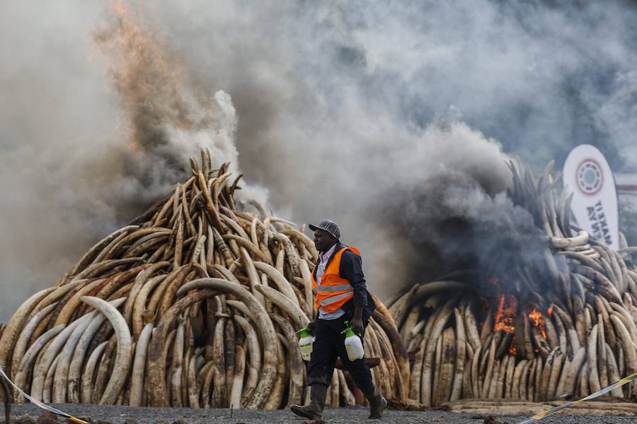 Kenia declara la guerra a los furtivos quemando 105 toneladas de marfil