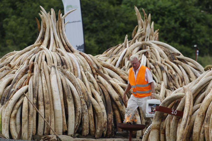 Kenia declara la guerra a los furtivos quemando 105 toneladas de marfil