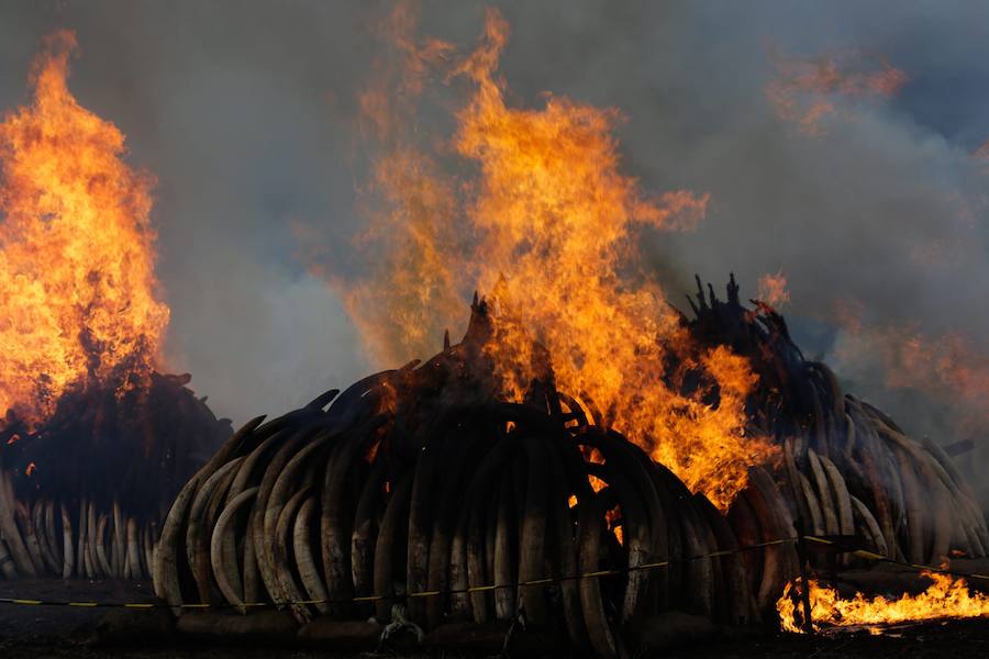 Kenia declara la guerra a los furtivos quemando 105 toneladas de marfil