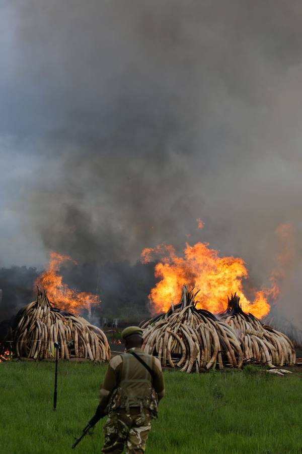 Kenia declara la guerra a los furtivos quemando 105 toneladas de marfil