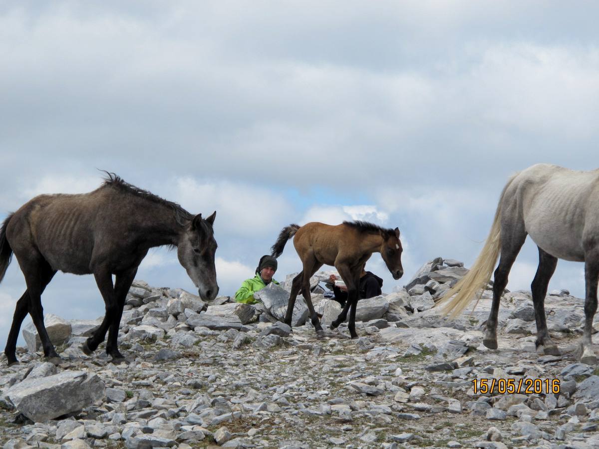 Imágenes de los caballos abandonados en el pico de La Maroma