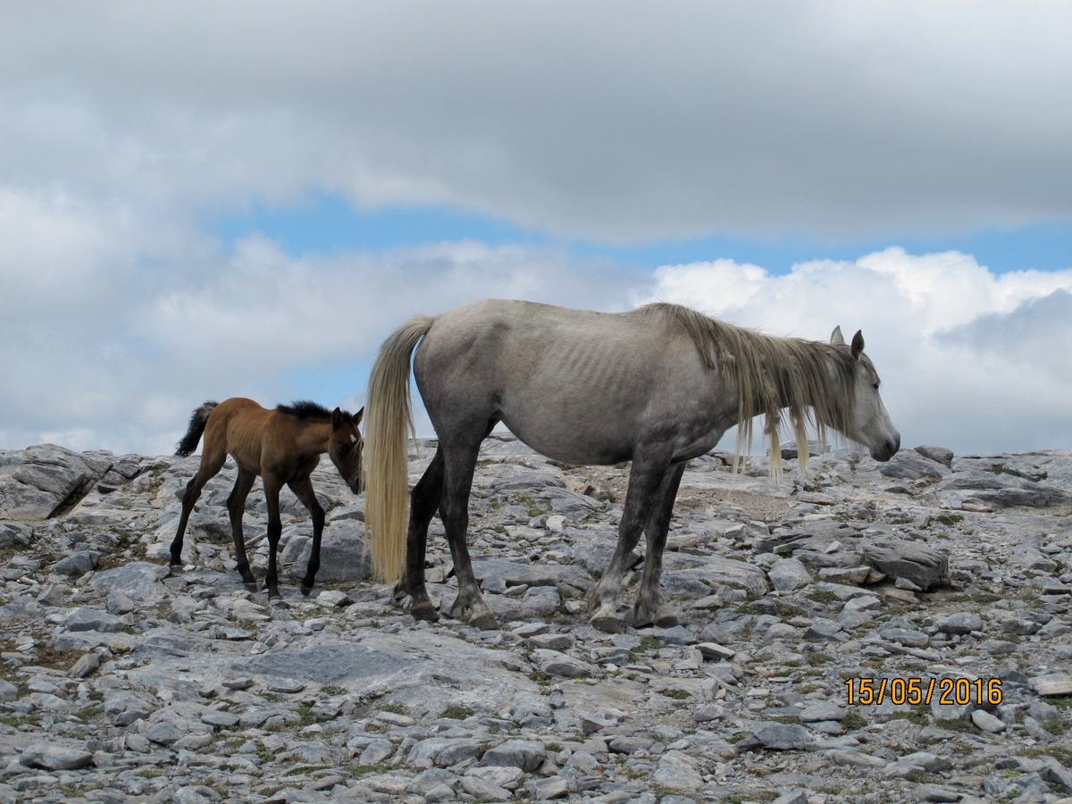 Imágenes de los caballos abandonados en el pico de La Maroma