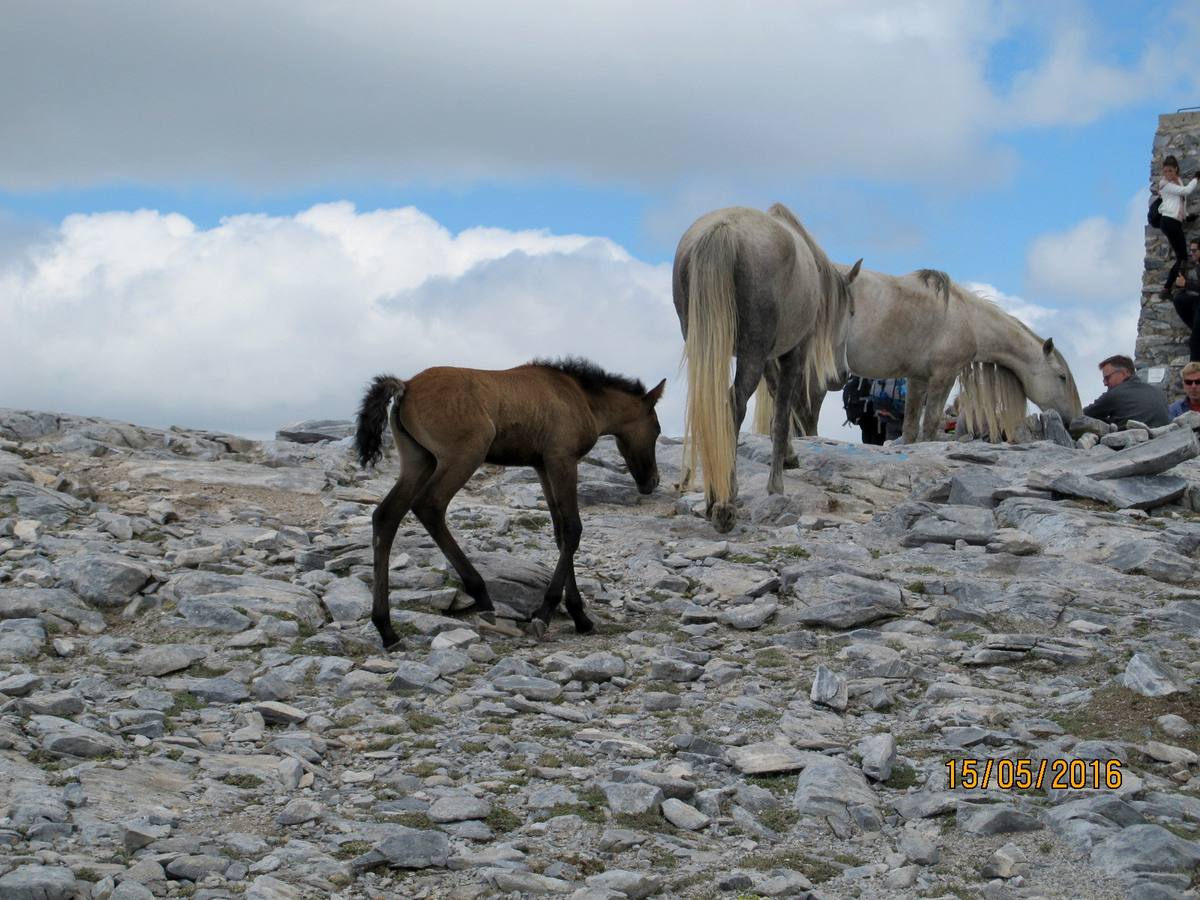 Imágenes de los caballos abandonados en el pico de La Maroma