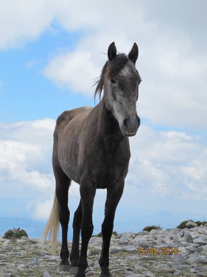 Imágenes de los caballos abandonados en el pico de La Maroma