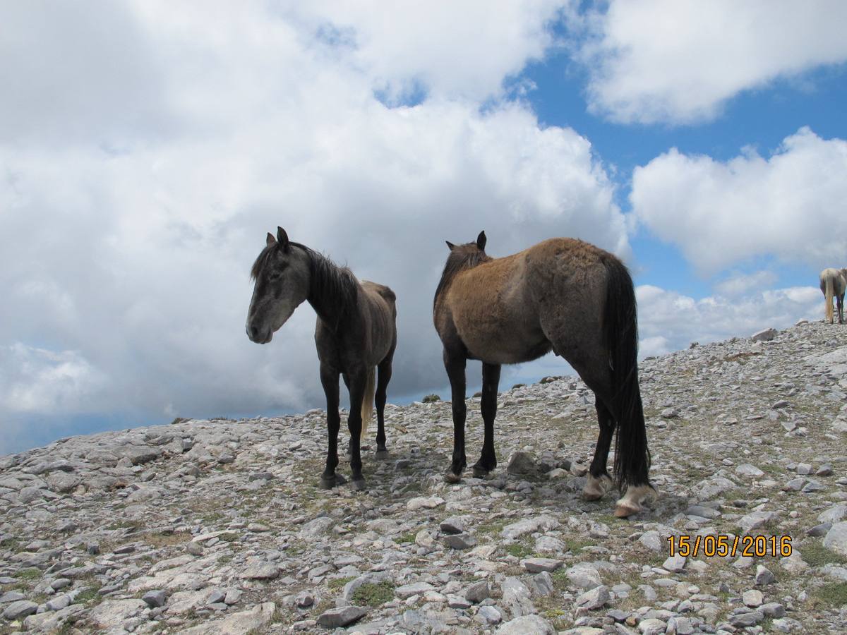 Imágenes de los caballos abandonados en el pico de La Maroma