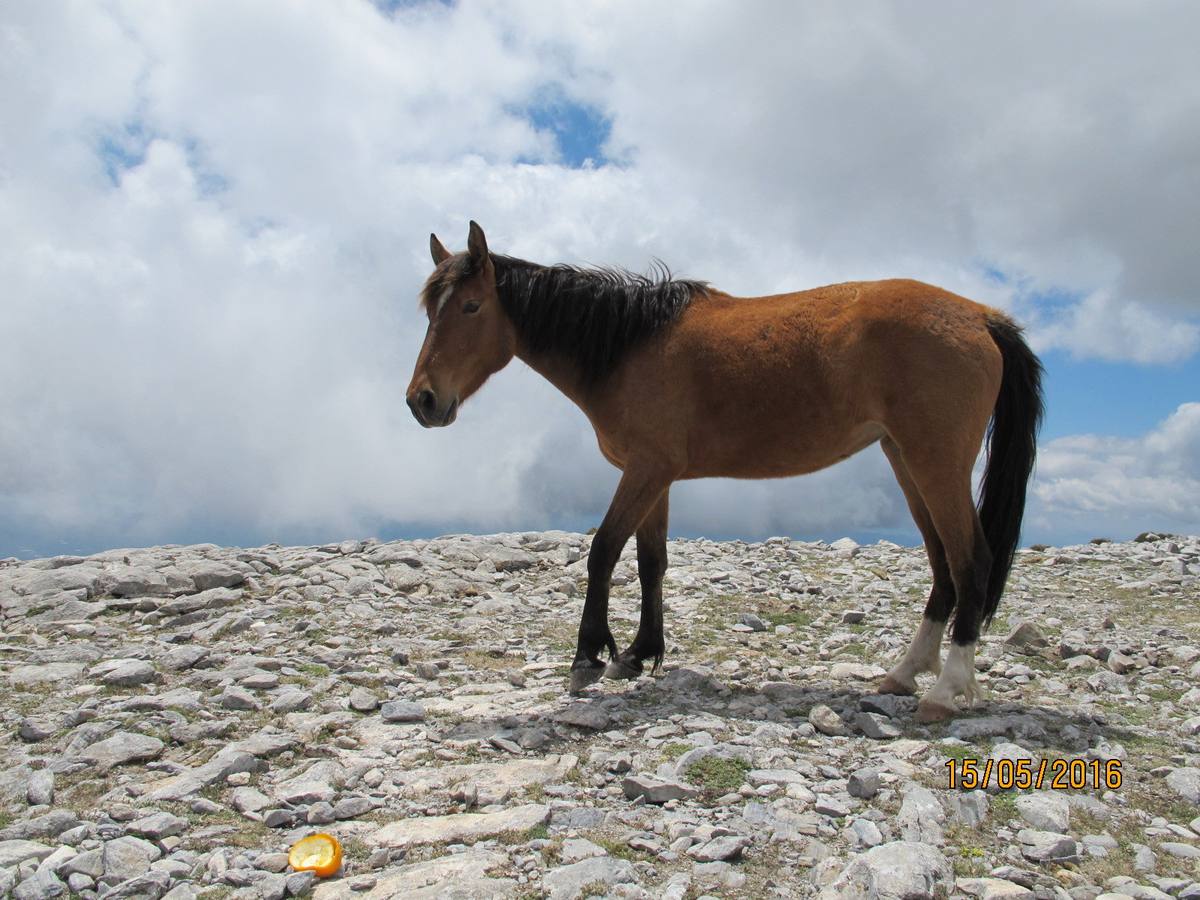 Imágenes de los caballos abandonados en el pico de La Maroma