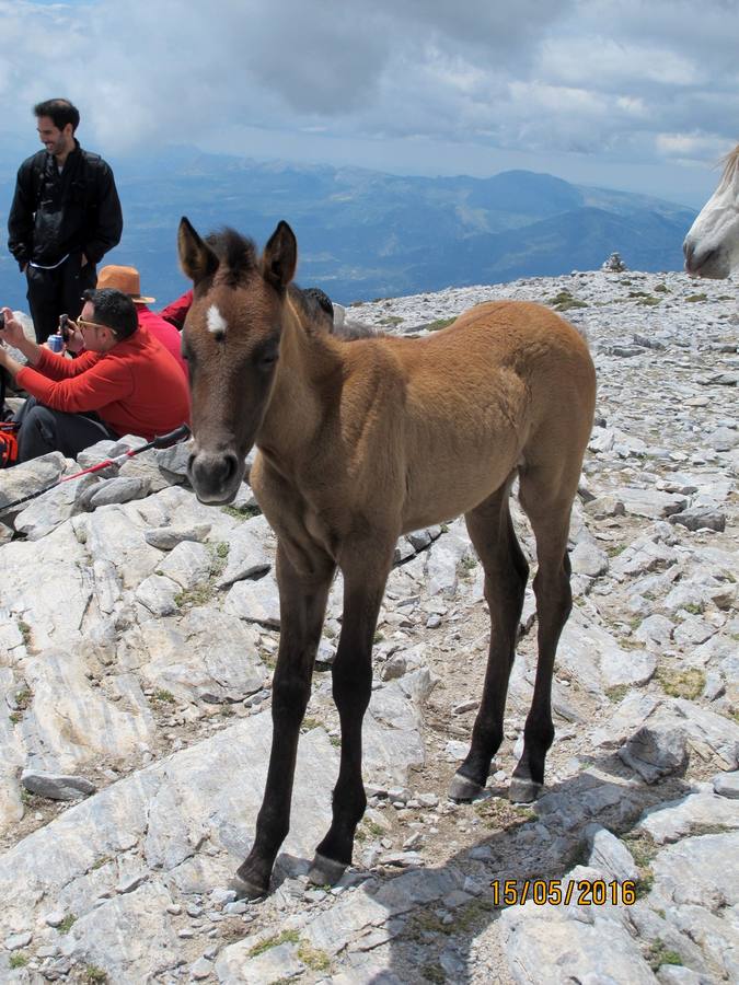 Imágenes de los caballos abandonados en el pico de La Maroma