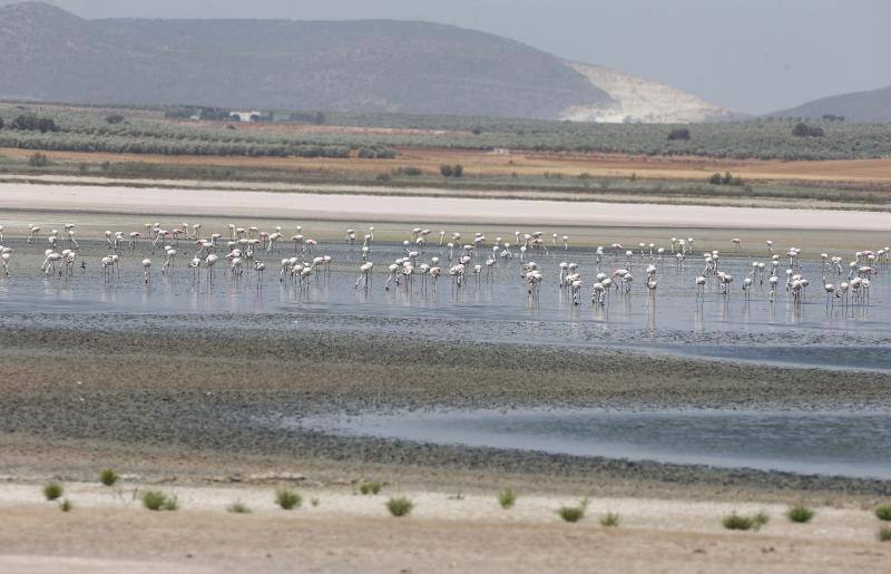 Fotos de la Laguna de Fuente de Piedra, que se queda sin crías de flamencos