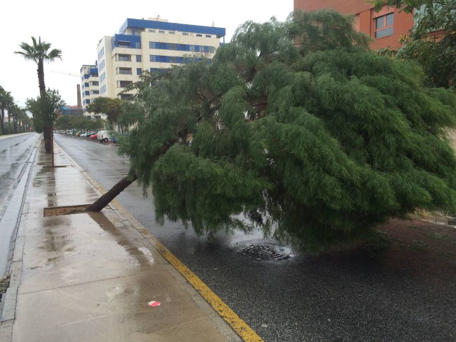 Árbol caído