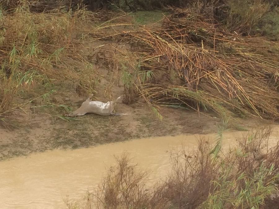 Fotos de la provincia de Málaga desde el aire el día después de la tromba