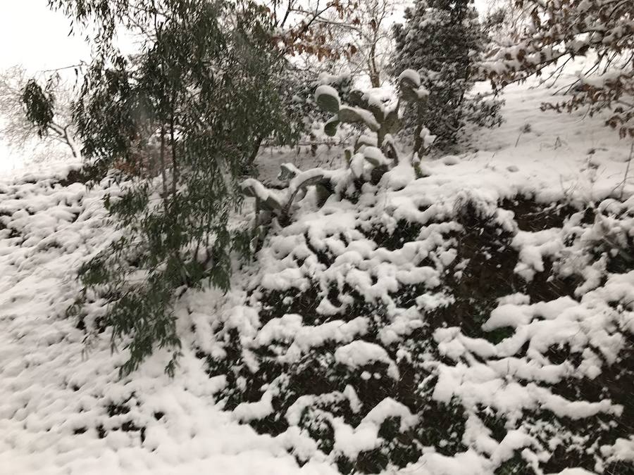 Un manto blanco cubre Yunquera