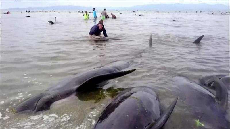 Los voluntarios se movilizan en Nueva Zelanda para salvar a las ballenas, en fotos