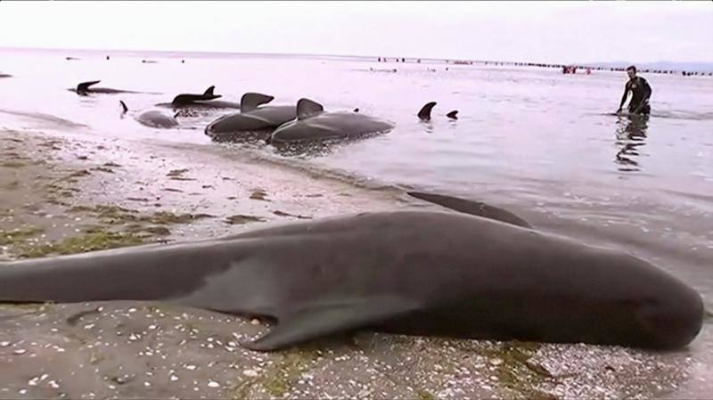 Los voluntarios se movilizan en Nueva Zelanda para salvar a las ballenas, en fotos