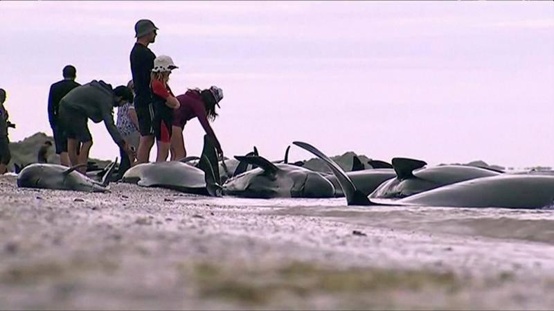 Los voluntarios se movilizan en Nueva Zelanda para salvar a las ballenas, en fotos