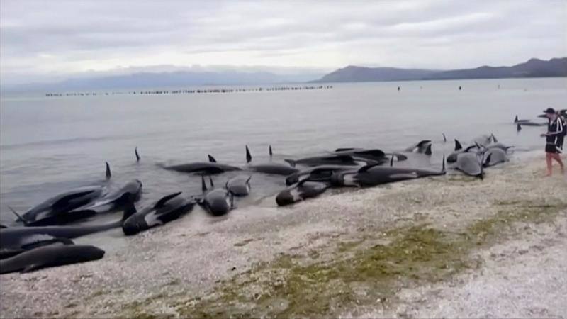 Los voluntarios se movilizan en Nueva Zelanda para salvar a las ballenas, en fotos