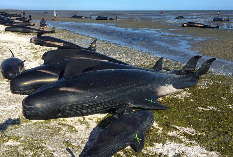 Los voluntarios se movilizan en Nueva Zelanda para salvar a las ballenas, en fotos