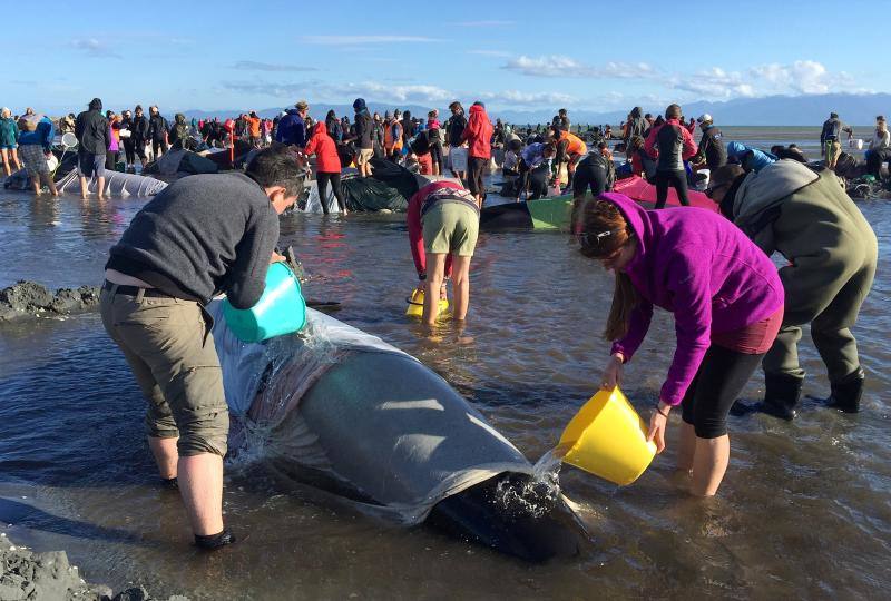 Los voluntarios se movilizan en Nueva Zelanda para salvar a las ballenas, en fotos