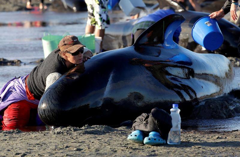 Los voluntarios se movilizan en Nueva Zelanda para salvar a las ballenas, en fotos