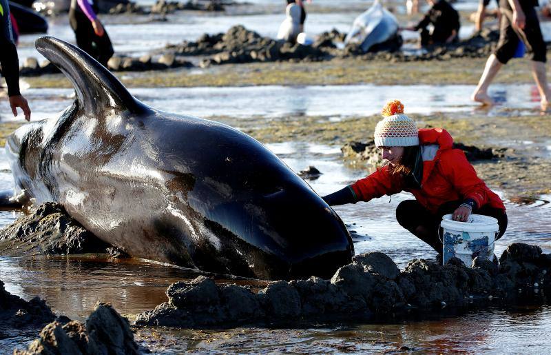 Los voluntarios se movilizan en Nueva Zelanda para salvar a las ballenas, en fotos