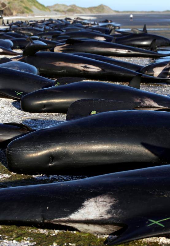 Los voluntarios se movilizan en Nueva Zelanda para salvar a las ballenas, en fotos