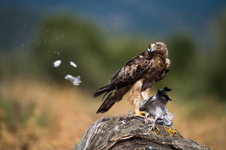 Águila Calzada