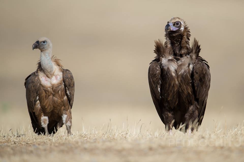 Buitres leonados