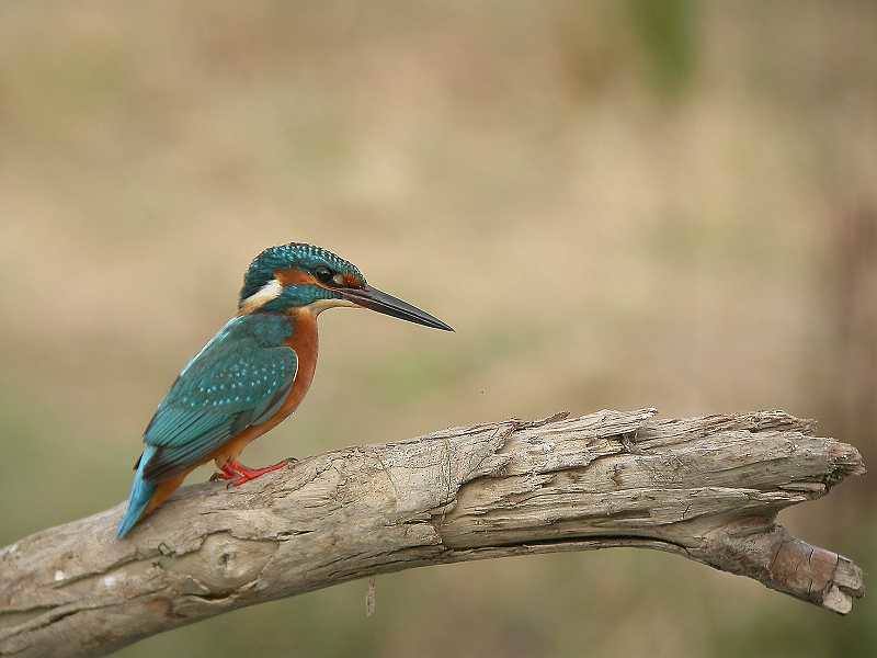 Martín Pescador.