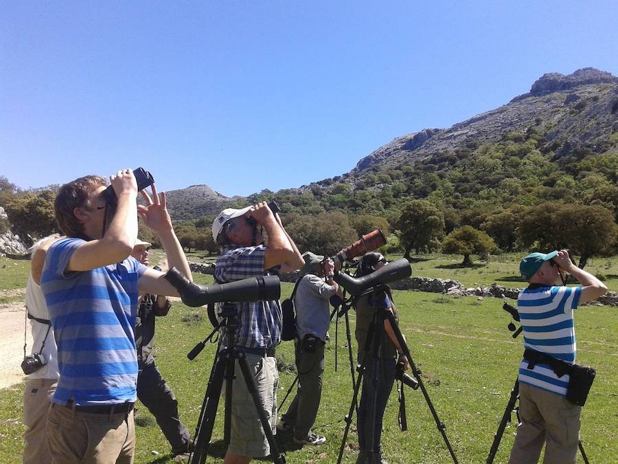 Avistando aves en Montejaque