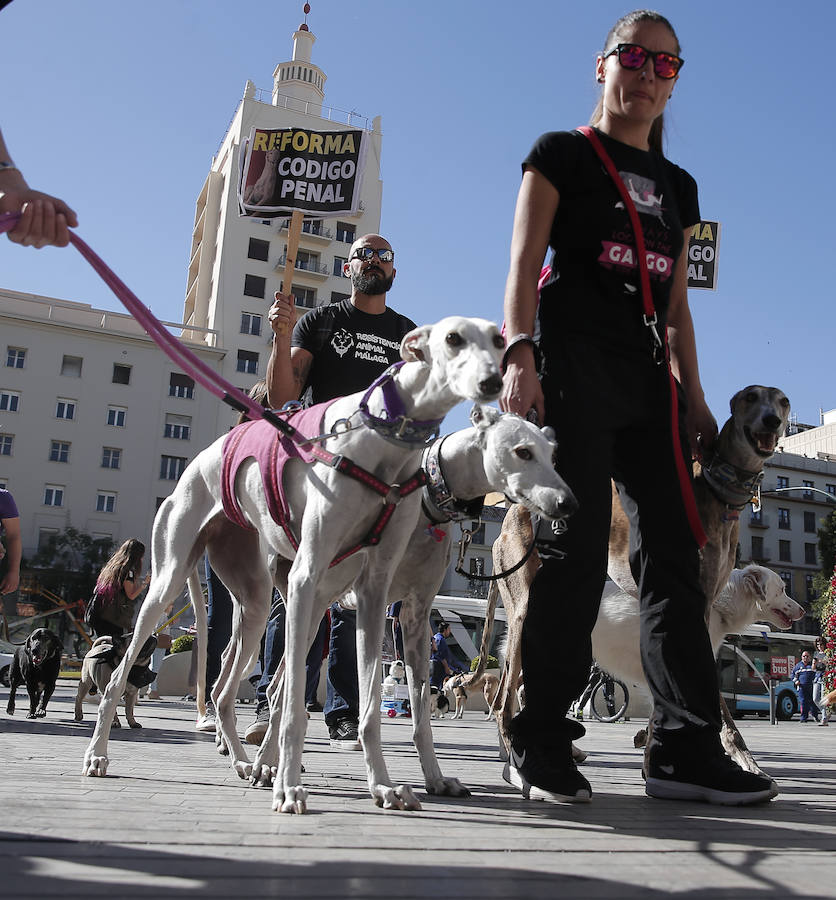La manifestación de la Protectora de animales de Málaga, en imágenes