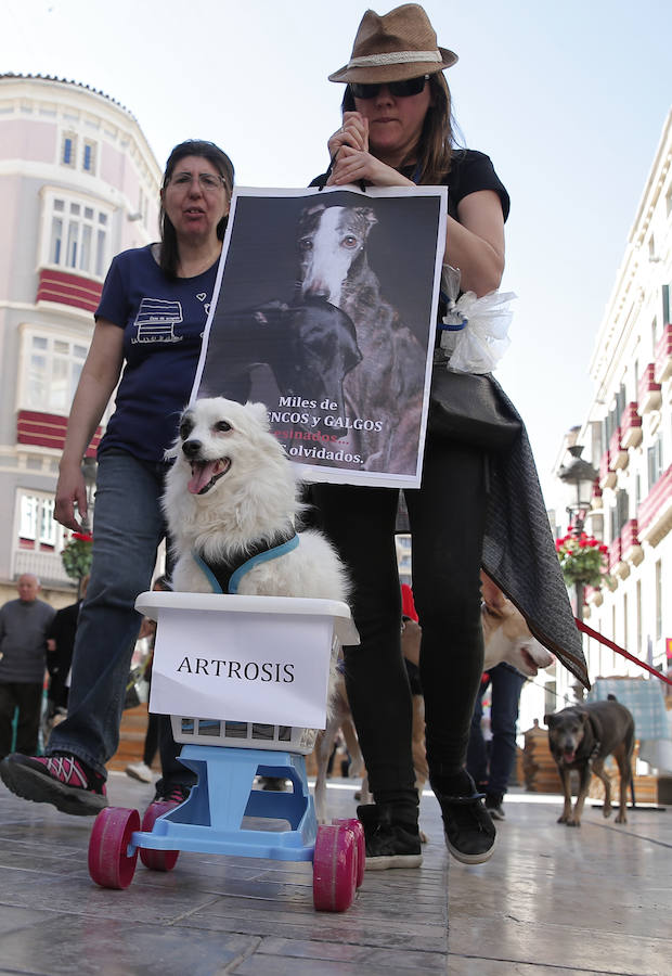 La manifestación de la Protectora de animales de Málaga, en imágenes