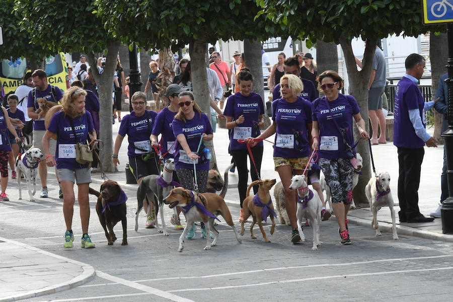 La primera edición andaluza del Perrotón, en Marbella, en fotos