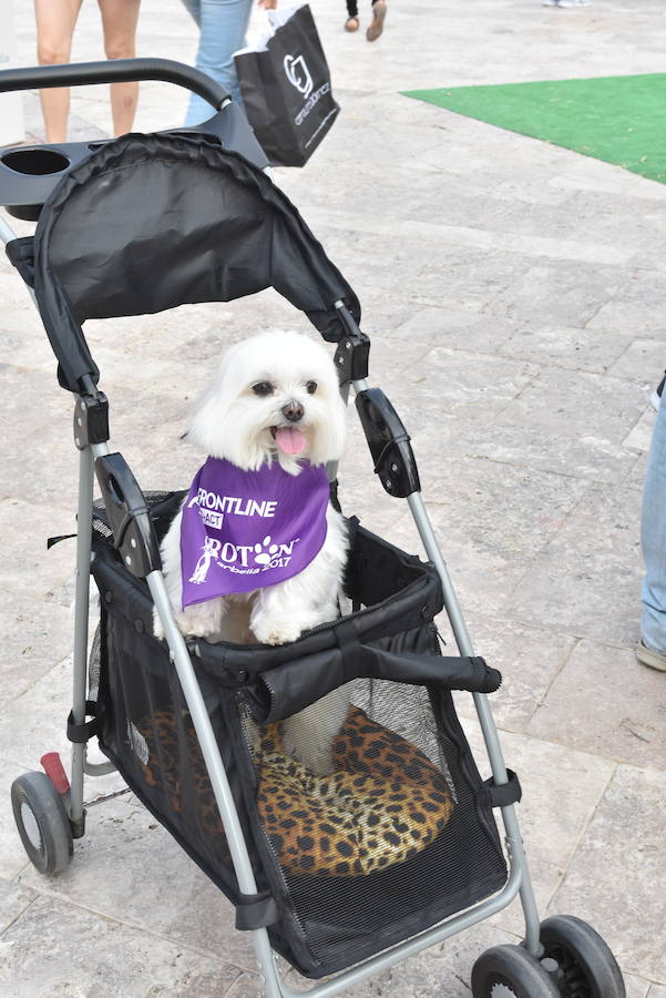 La primera edición andaluza del Perrotón, en Marbella, en fotos