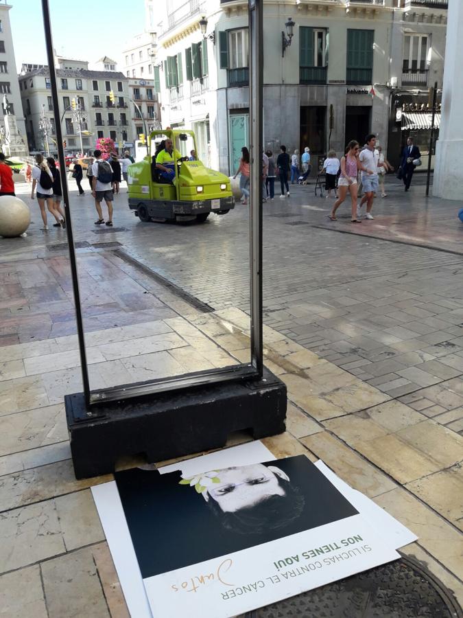 Destrozan la exposición sobre el cáncer instalada en calle Larios