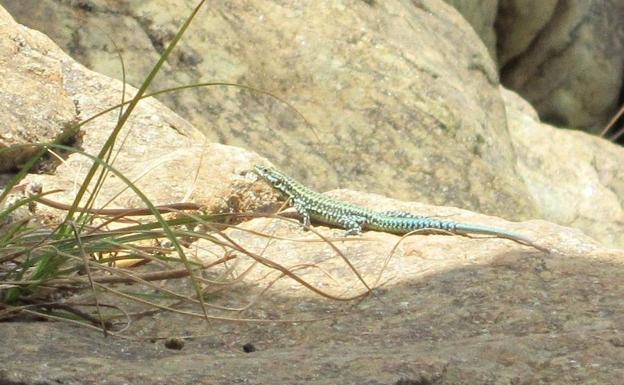 Imagen principal - En el entorno se pueden ver reptiles y anfibios | La cabra montés se puede dejar ver en la zona en ocasiones | Poza del cauce alto del Castor
