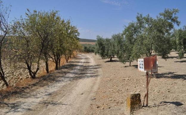 Camino entre olivos a la salida de Cuevas Bajas. Foto: Gran Senda de Málaga