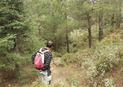 Imagen secundaria 1 - Pinsapo del Candelabro | Buena parte del recorrido transcurre por caminos estrechos | Ejemplar de cabra montés