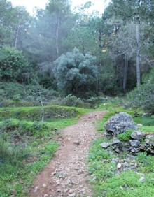 Imagen secundaria 2 - Señalética de la primera parte de la ruta | Esta ruta tiene ofrece una gran variedad botánica | Buena parte de la ruta se realiza por senderos estrechos