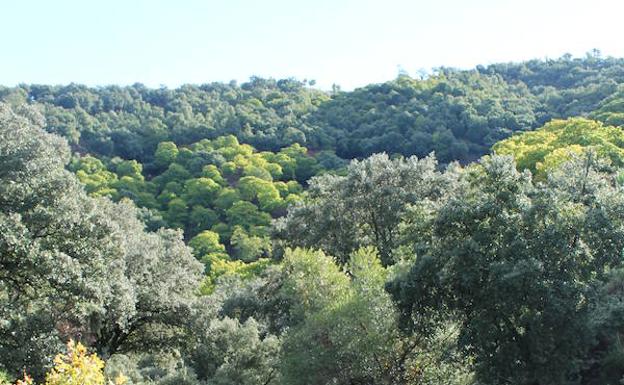 El recorrido atraviesa un frondoso bosque