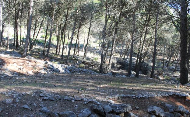 Imagen principal - Antigua era en el pinar que hay que atravesar | Encrucijada de caminos | Este sendero está señalizado con balizas con una franja verde