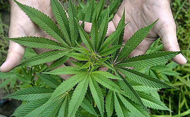 Imagen de archivo de hojas de marihuana.