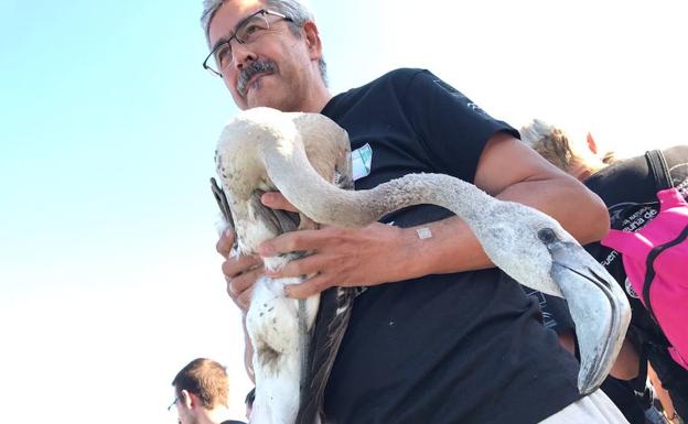 Foto del anillamiento de ayer en la Laguna de Fuente de Piedra. 