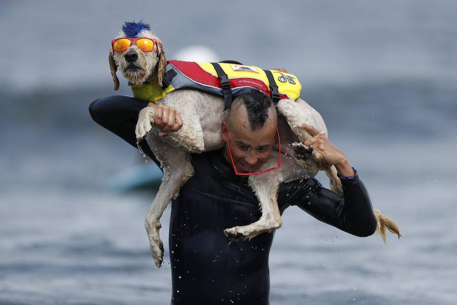 El Campeonato Mundial de Surf para perros en la Playa Linda Mar en California. Los perros acompañados de sus tandems o dueños luchan por el primer puesto en la competición 