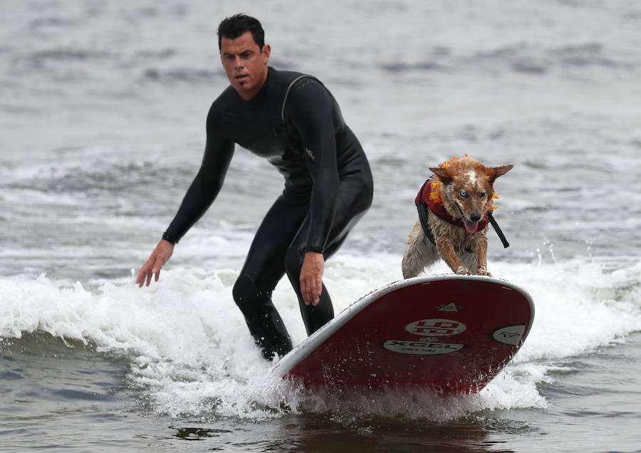 El Campeonato Mundial de Surf para perros en la Playa Linda Mar en California. Los perros acompañados de sus tandems o dueños luchan por el primer puesto en la competición 