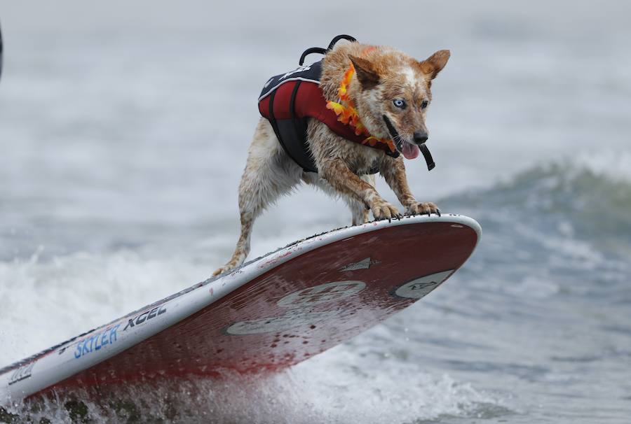 El Campeonato Mundial de Surf para perros en la Playa Linda Mar en California. Los perros acompañados de sus tandems o dueños luchan por el primer puesto en la competición 