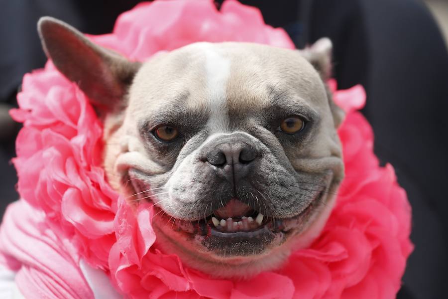 El Campeonato Mundial de Surf para perros en la Playa Linda Mar en California. Los perros acompañados de sus tandems o dueños luchan por el primer puesto en la competición 